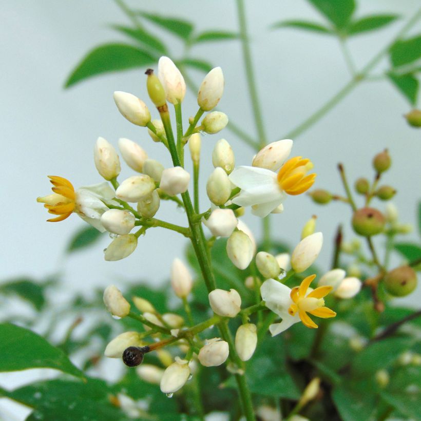 Nandina domestica Richmond - Bambou sacré (Floraison)