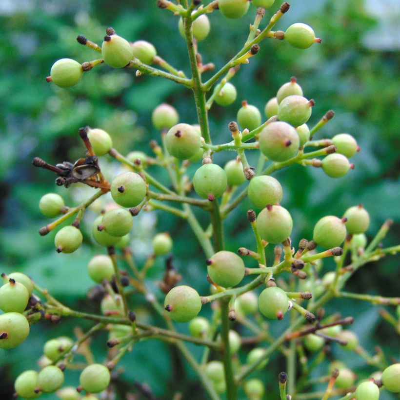 Nandina domestica Richmond - Bambou sacré (Récolte)