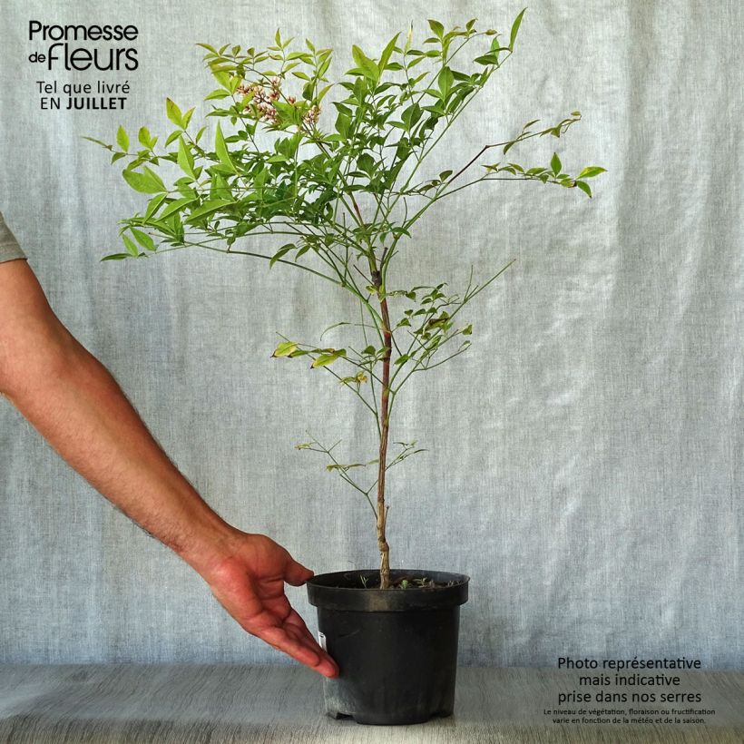 Spécimen de Nandina domestica Richmond - Bambou sacré Pot de 2L/3L tel que livré en été