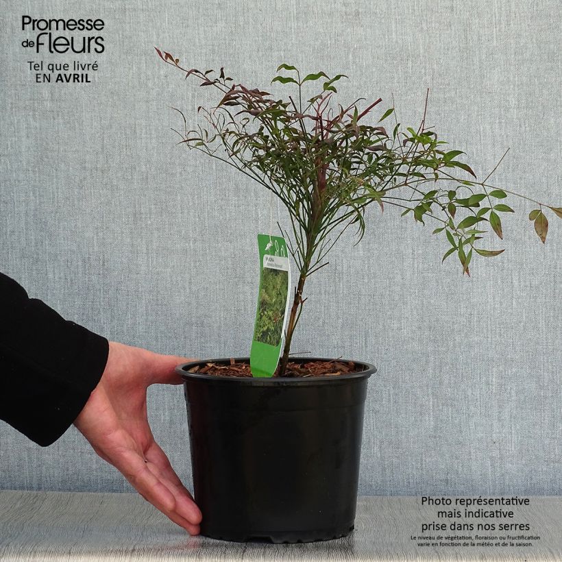 Spécimen de Nandina domestica Richmond - Bambou sacré Pot de 2L/3L tel que livré au printemps