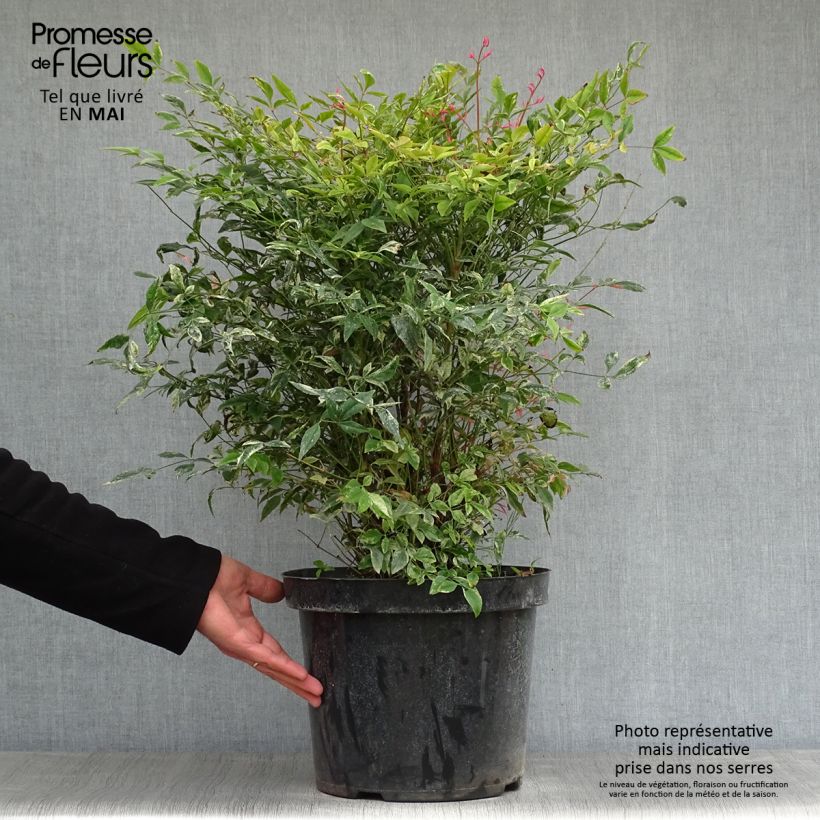 Spécimen de Nandina domestica Twilight - Bambou sacré Pot de 7,5L/10LHauteur livrée env. 30/40cm tel que livré au printemps