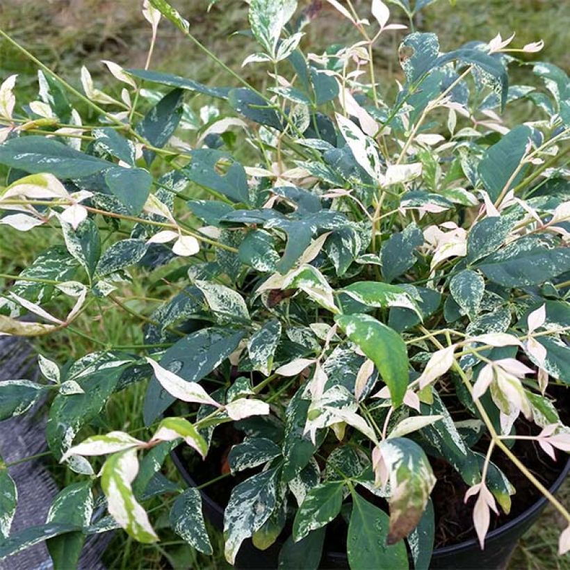 Nandina domestica Twilight - Bambou sacré (Feuillage)