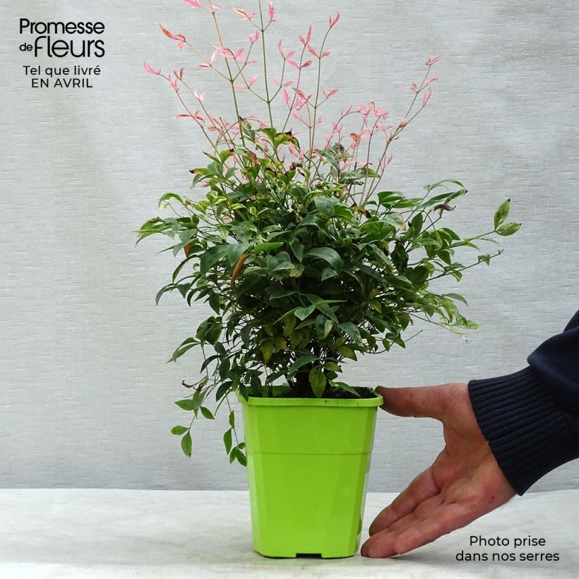 Spécimen de Nandina domestica Twilight - Bambou sacré en godet de 9 cm tel que livré au printemps