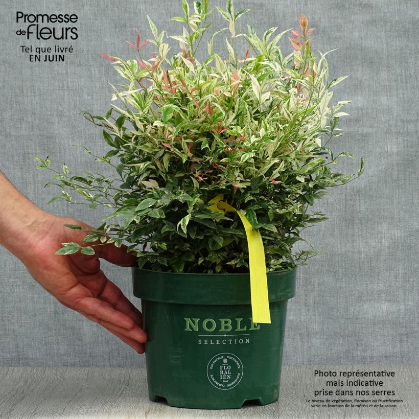 Spécimen de Nandina domestica Twilight - Bambou sacré Pot de 2L/3L tel que livré en été