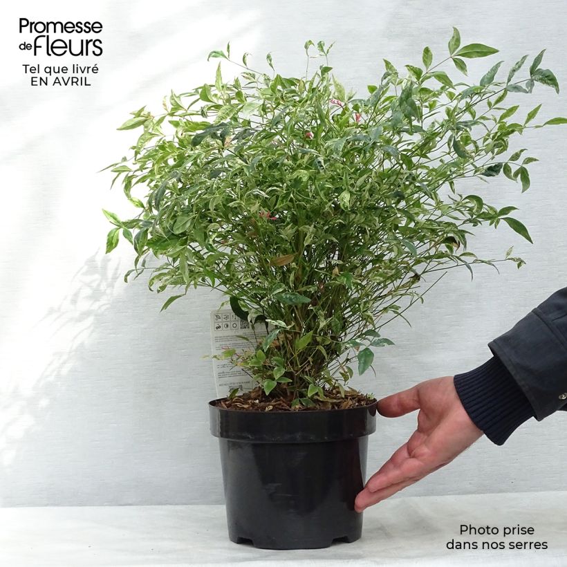Spécimen de Nandina domestica Twilight - Bambou sacré pot de 2L/3L tel que livré au printemps