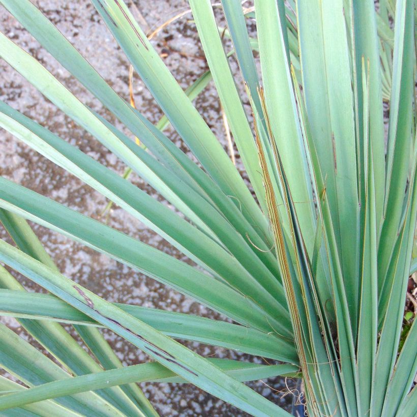 Nannorrhops ritchiana Silver - Palmier Mazari (Feuillage)