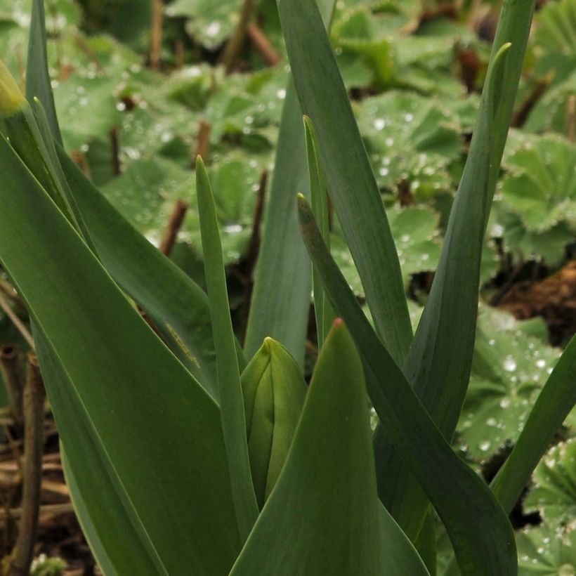 Narcisse Audubon (Feuillage)