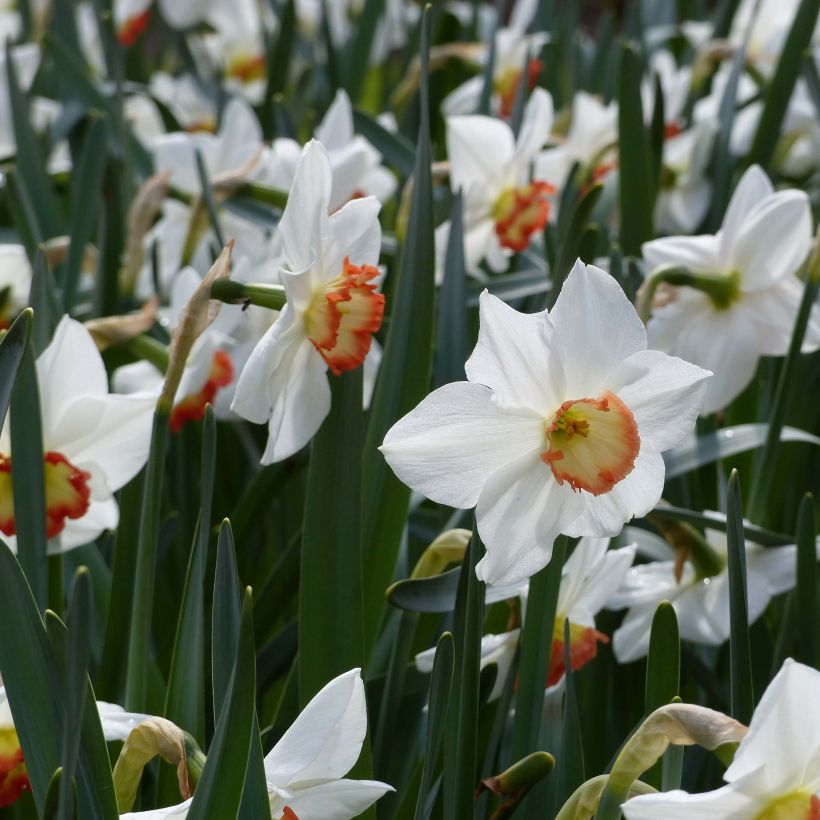 Narcisse Audubon (Floraison)