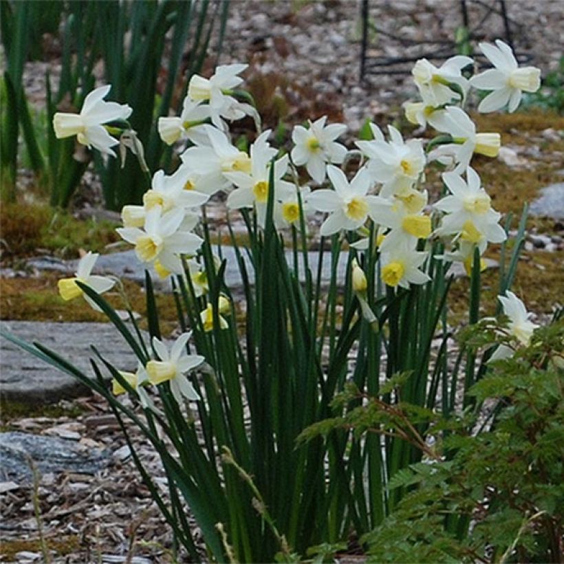 Narcisse Bella Estrella (Floraison)