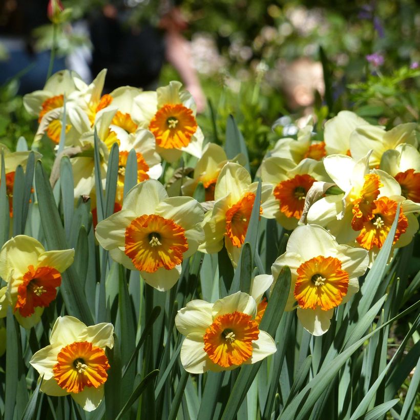 Narcisse Berlin (Floraison)