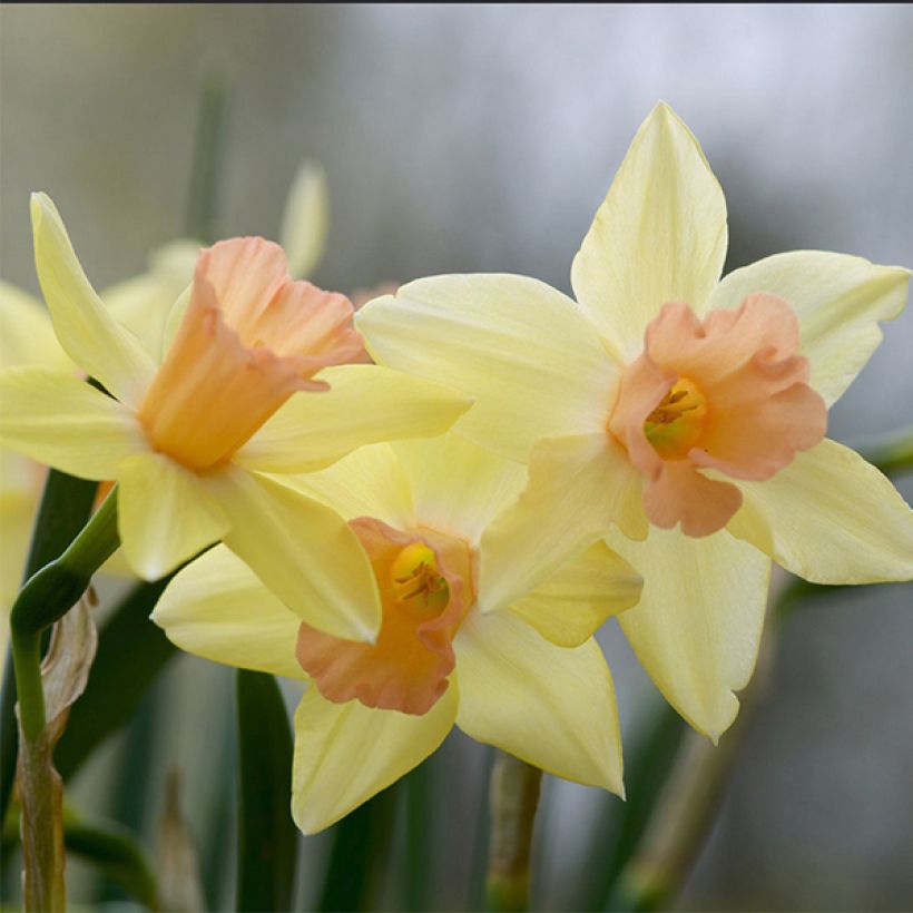 Narcisse Blushing Lady (Floraison)