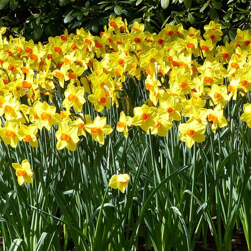 Narcisse Brackenhurst (Floraison)