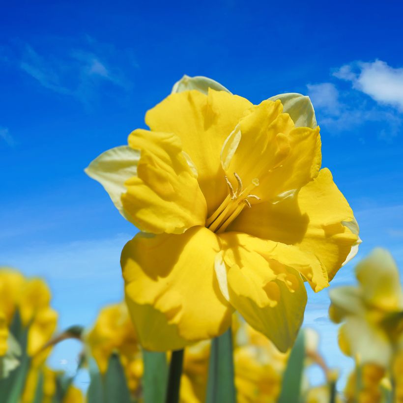 Narcisse Cassata (Floraison)