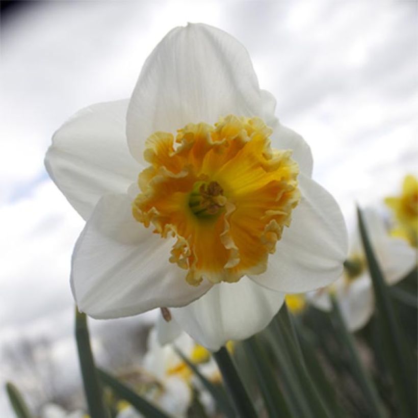 Narcisse Chantilly (Floraison)