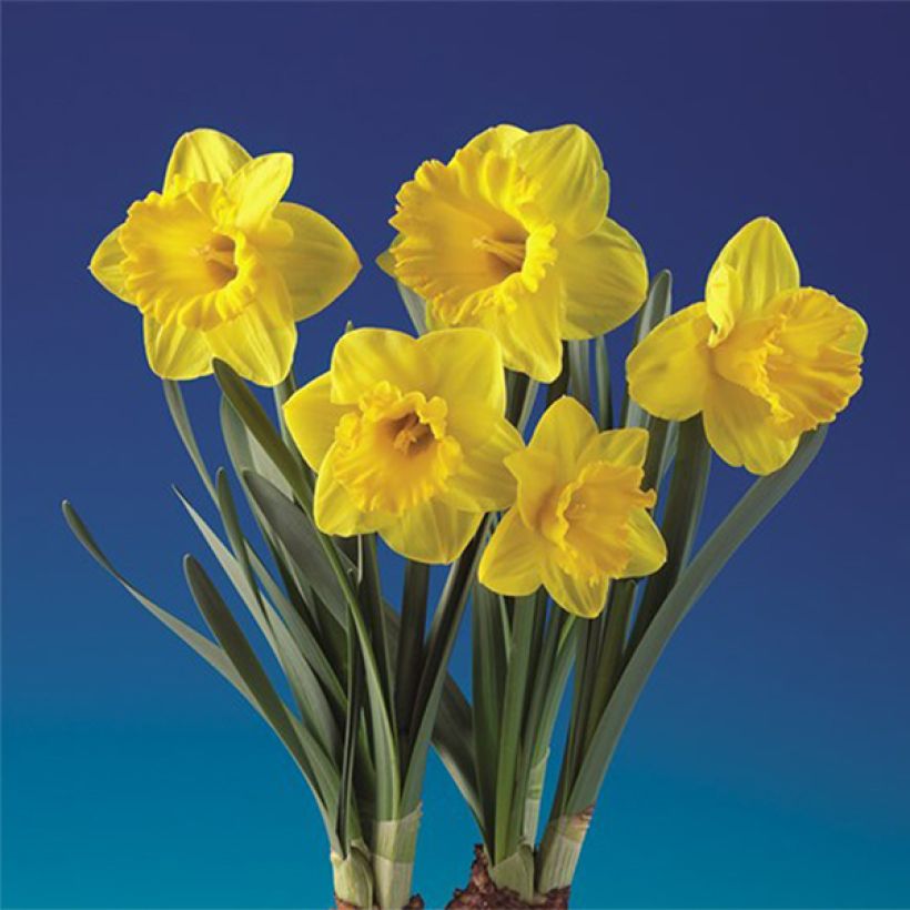 Narcisse Gold Medal (Floraison)