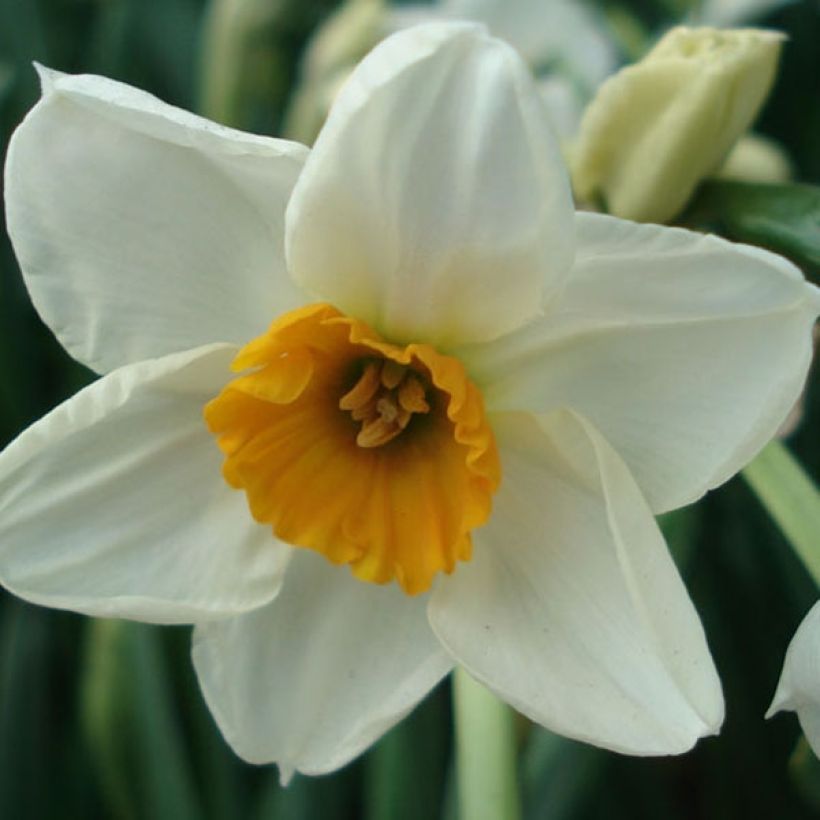 Narcisse tazette Geranium (Floraison)