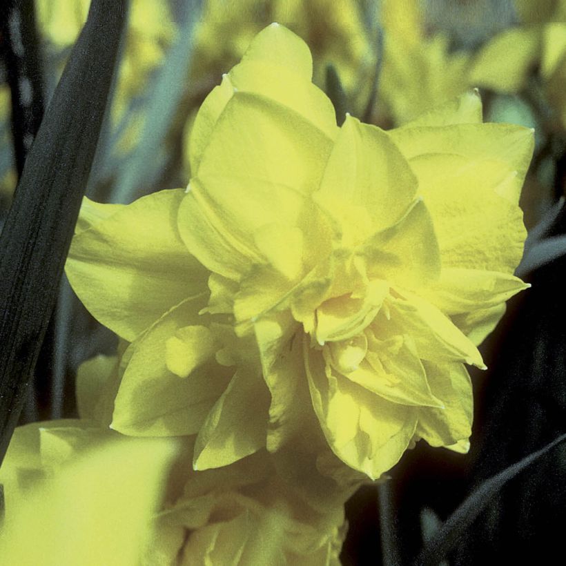 Narcisse Golden Ducat (Floraison)