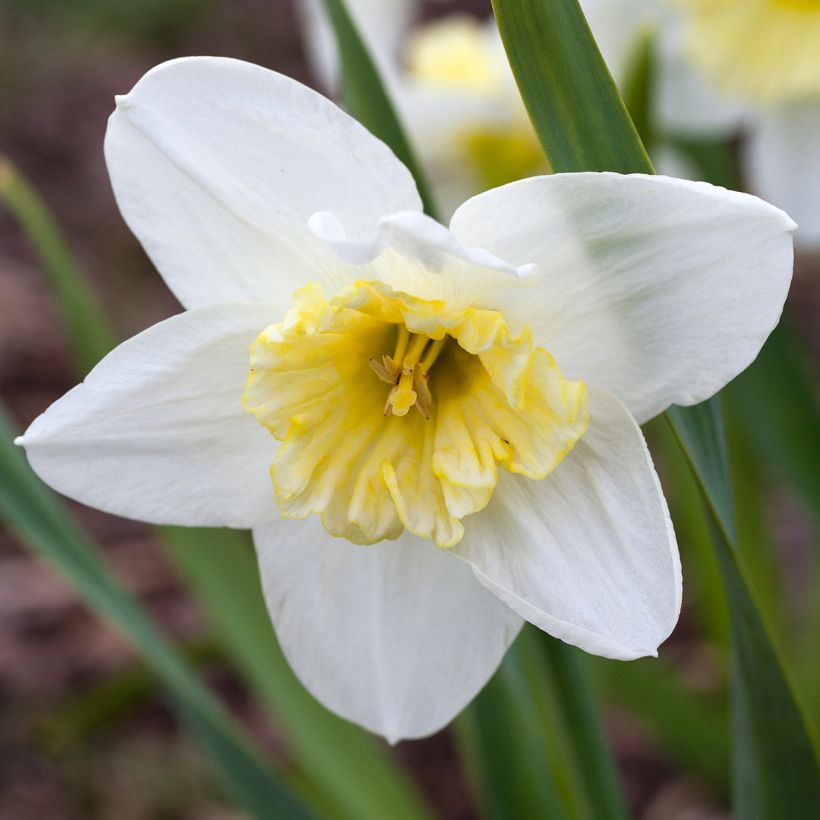 Narcisse Ice Follies (Floraison)