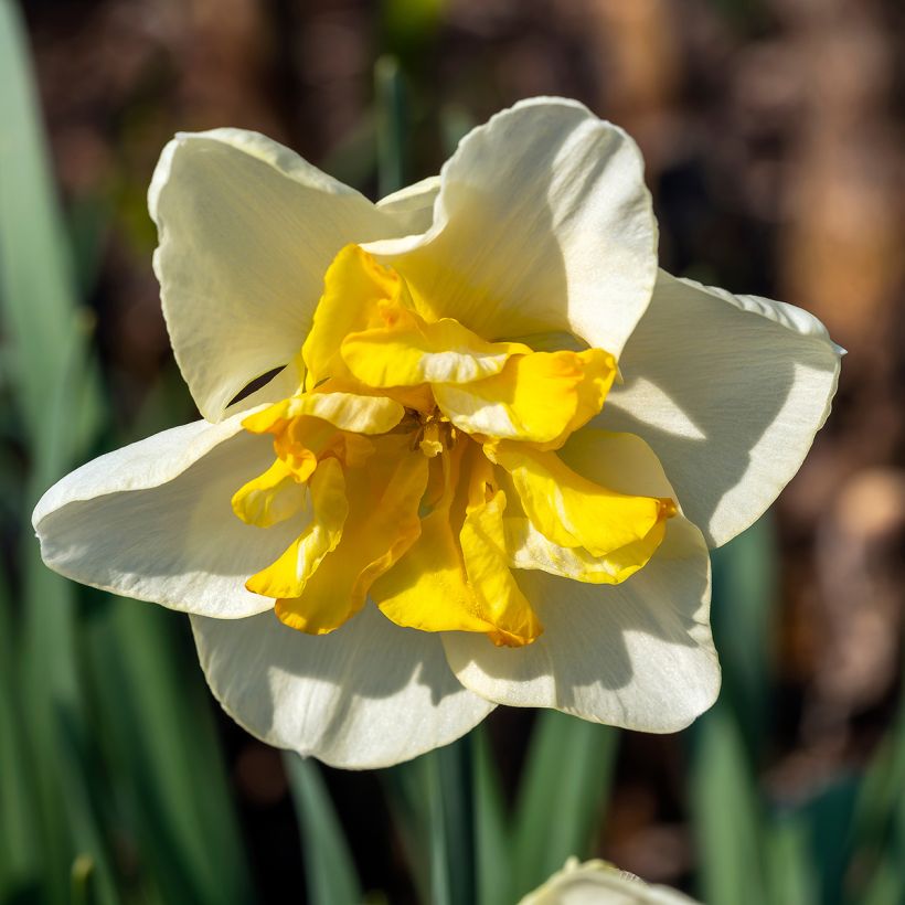 Narcisse Lemon Beauty (Floraison)