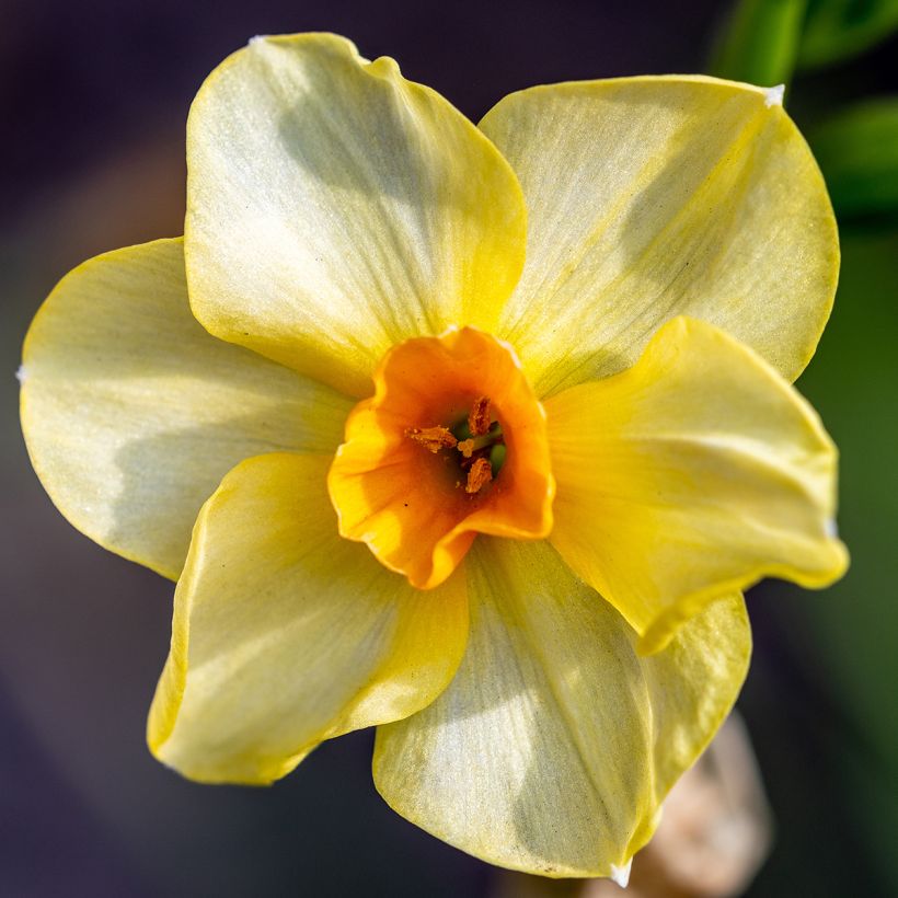 Narcisse Martinette (Floraison)