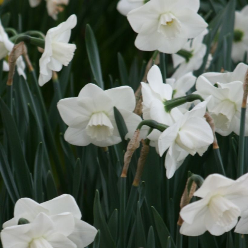 Narcisse Misty Glen (Floraison)