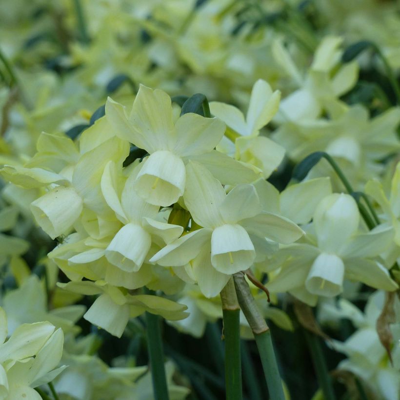 Narcisse Moonlight Sensation  (Floraison)