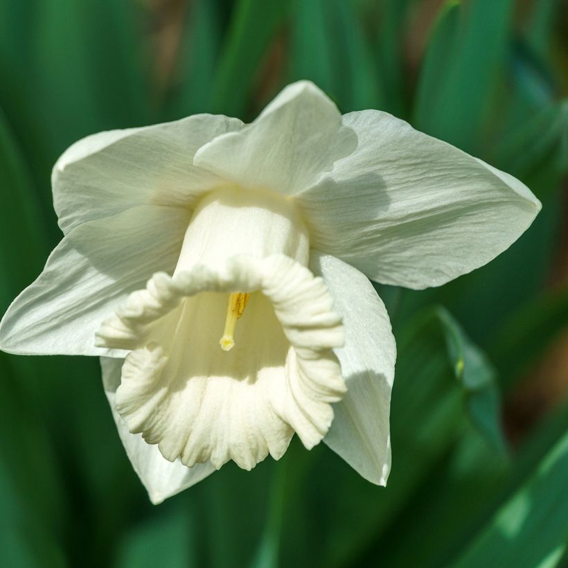 Narcisse Mount Hood (Floraison)