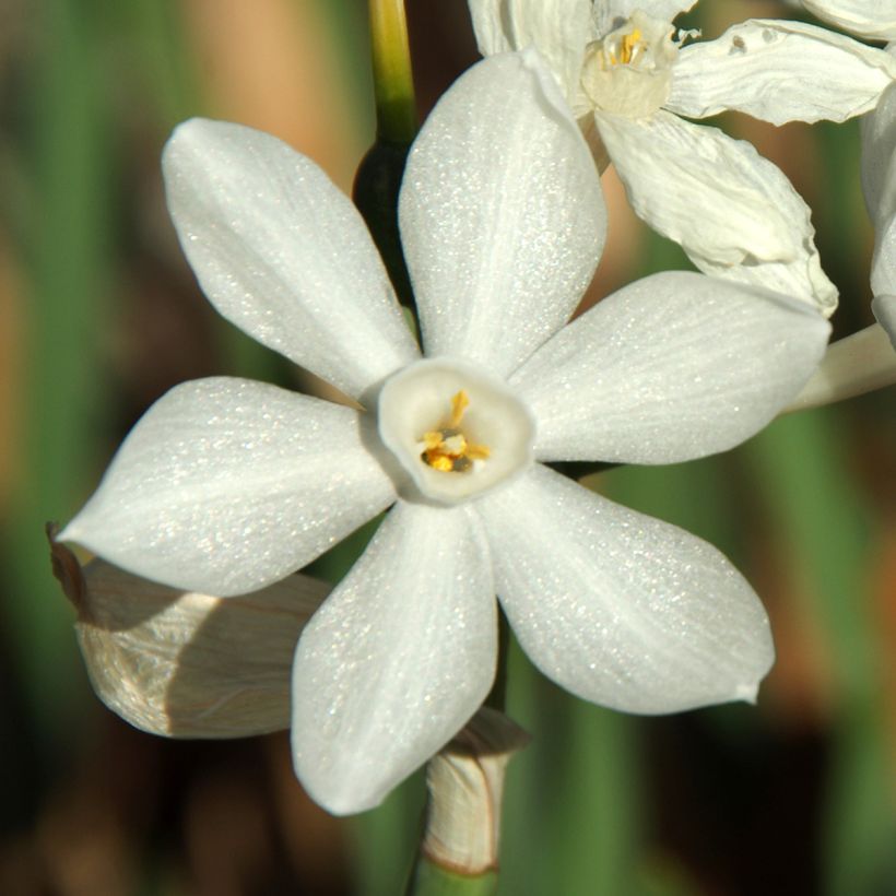 Narcisse Paperwhite - Narcissus papyraceus (Floraison)