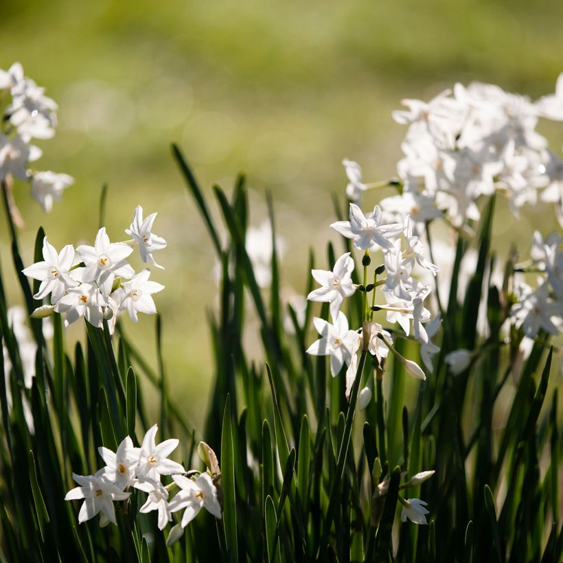 Narcisse Paperwhite - Narcissus papyraceus (Port)