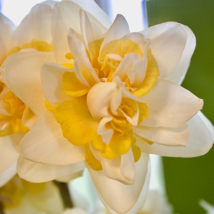 Narcisse Peach Cobbler (Floraison)