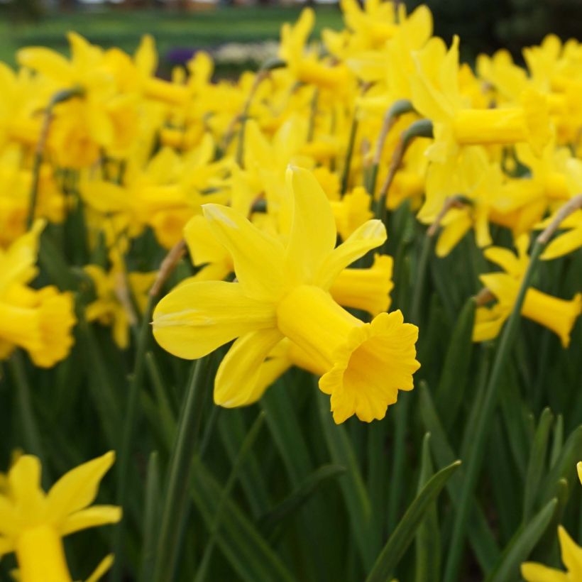 Narcisse Peeping Tom (Floraison)