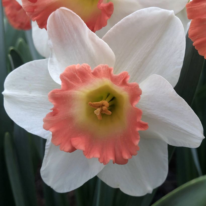 Narcisse Pink Charm (Floraison)