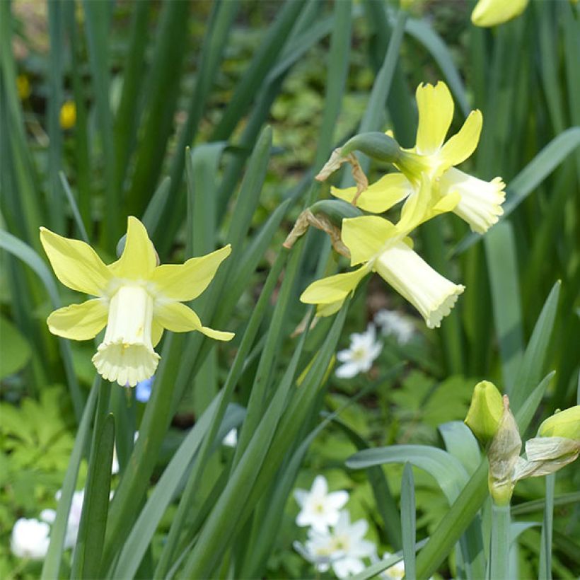 Narcisse Pipit (Floraison)