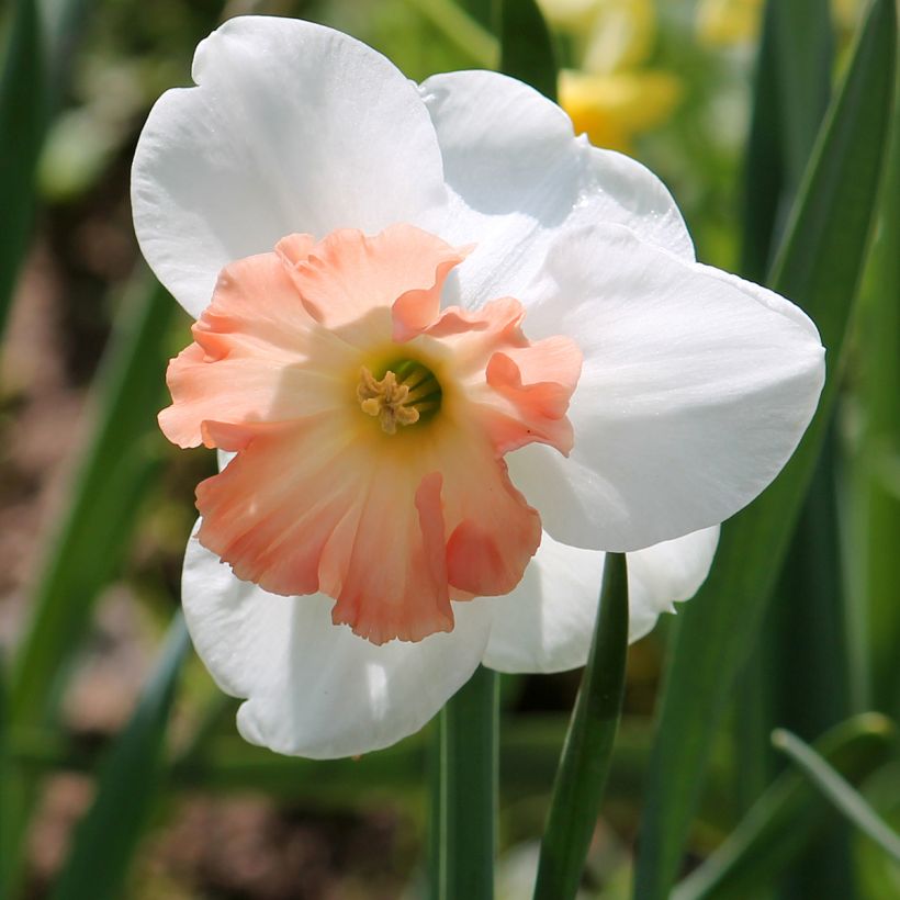 Narcisse Precocious  (Floraison)