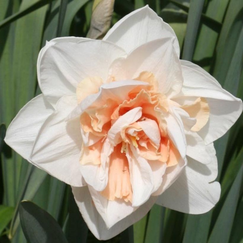 Narcisse Replète (Floraison)