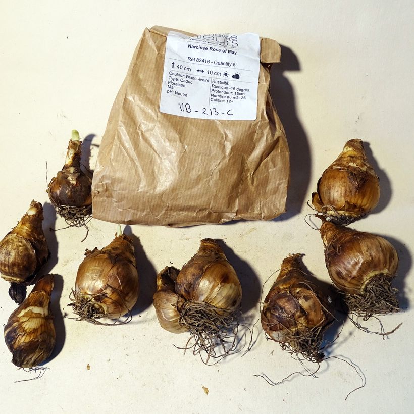 Exemple de spécimen de Narcisse Rose of May Bulbe tel que livré