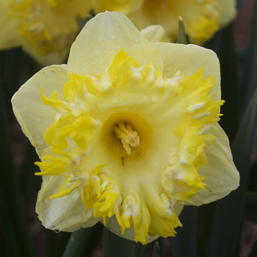 Narcisse Snowtip (Floraison)