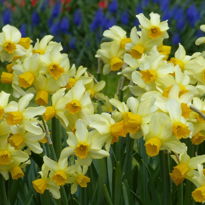 Narcisse Spring Sunshine (Floraison)