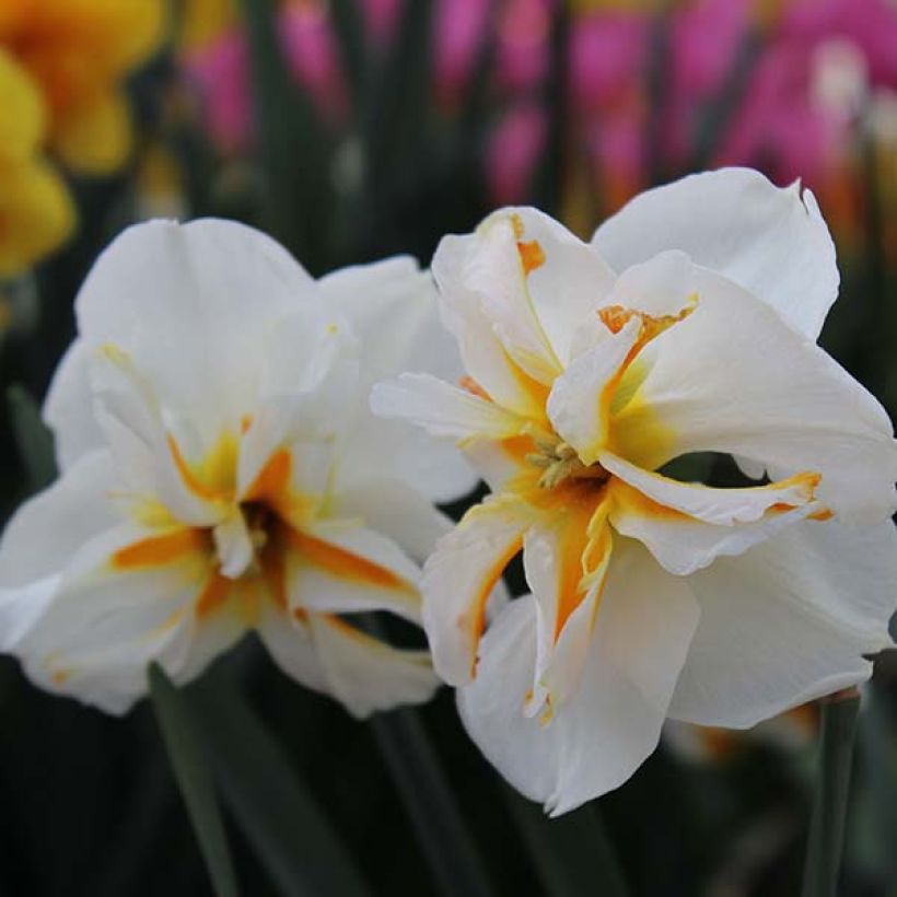 Narcisse Trepolo (Floraison)