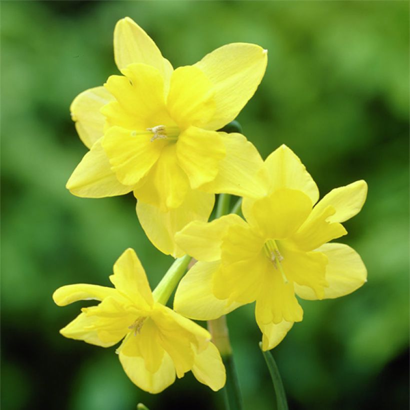 Narcisse Tripartite (Floraison)