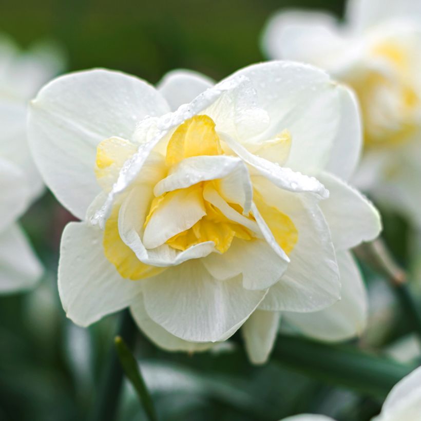 Narcisse White Lion (Floraison)