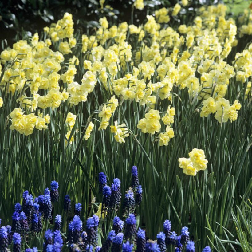 Narcisse Yellow Cheerfulness (Port)