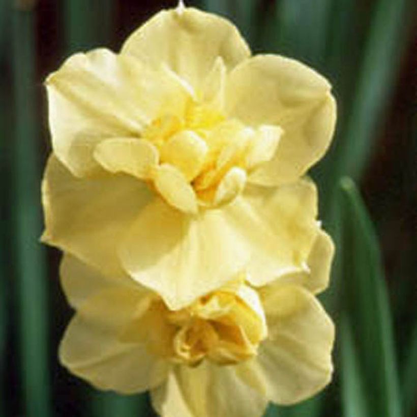 Narcisse Yellow Cheerfulness (Floraison)