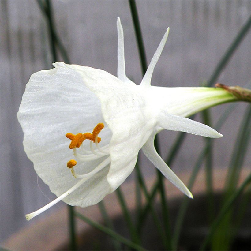 Narcisse bulbocodium Cantabricus (White) (Floraison)
