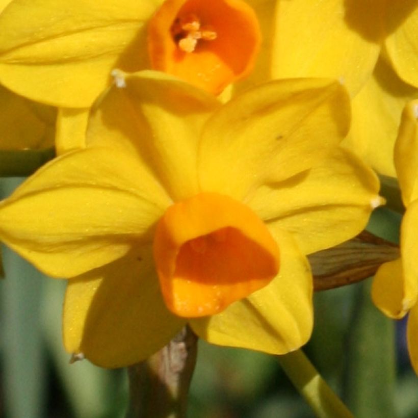 Narcisse Grand Soleil d Or (Floraison)