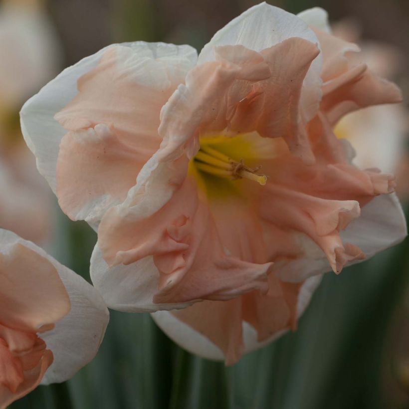 Narcisse papillon Apricot Whirl (Floraison)
