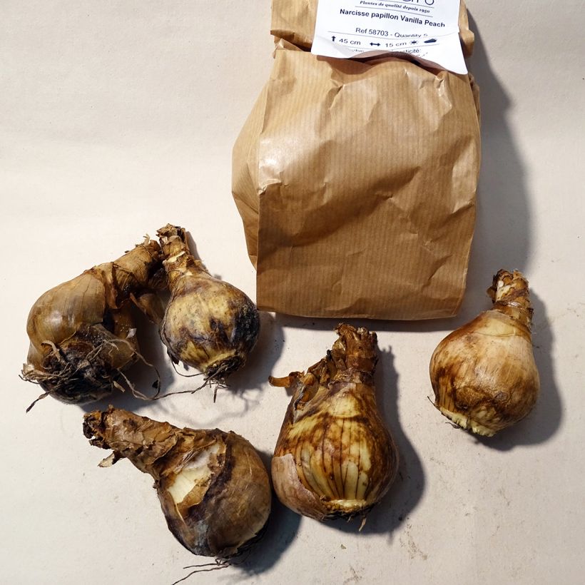 Exemple de spécimen de Narcisse papillon Vanilla Peach Bulbe tel que livré