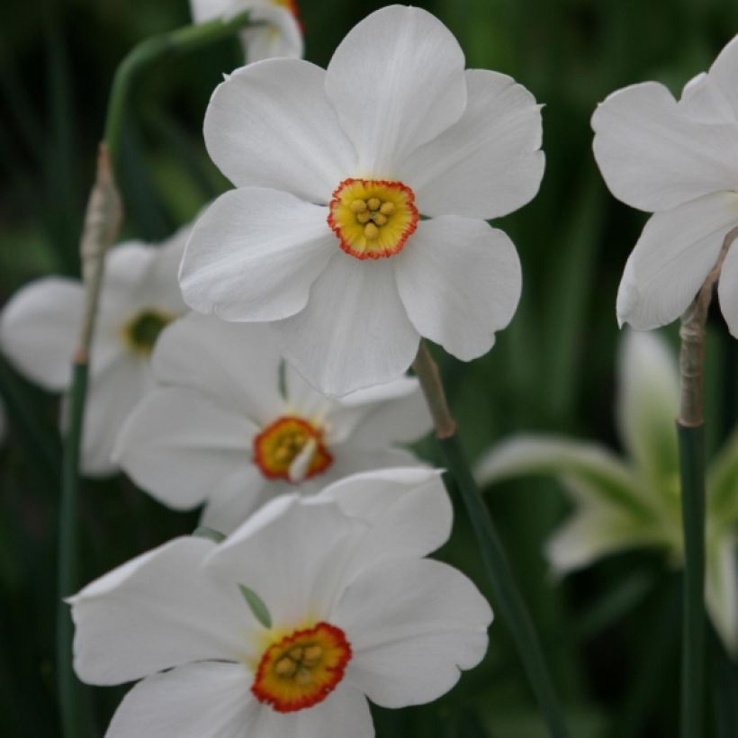 Narcisse poeticus Actaea (Floraison)