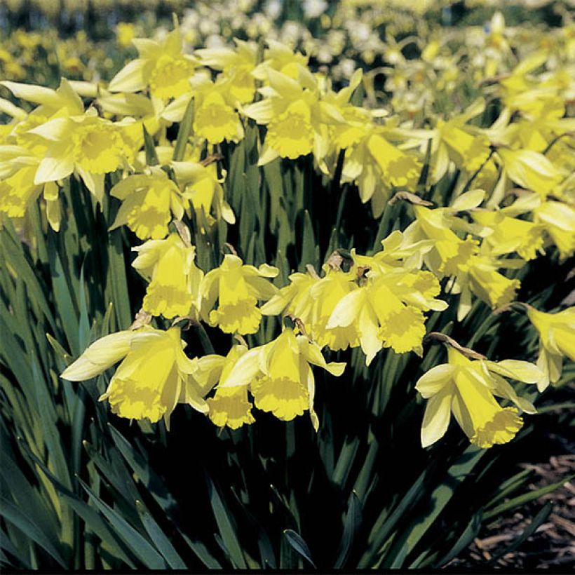 Narcisse pseudonarcissus - Jonquille des Bois (Port)