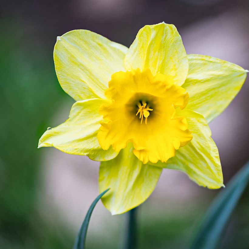 Narcisse pseudonarcissus - Jonquille des Bois (Floraison)